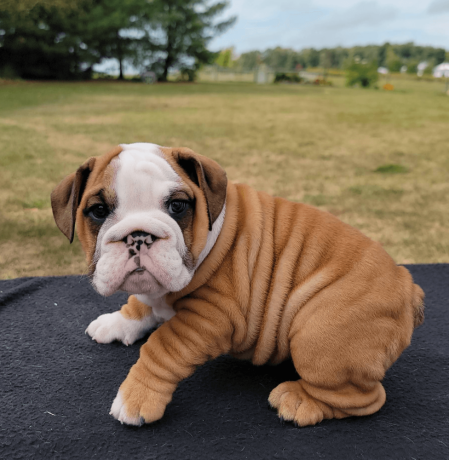 male-english-bulldog-puppy-for-sale-big-1