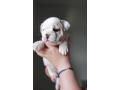 female-english-bulldog-puppy-for-sale-small-2