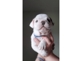 female-english-bulldog-puppy-for-sale-small-0