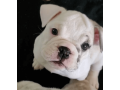 female-english-bulldog-puppy-for-sale-small-1