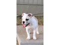 female-english-bulldog-puppy-for-sale-small-3