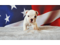 female-english-bulldog-puppy-for-sale-small-4