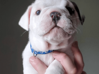 Female English Bulldog puppy for sale