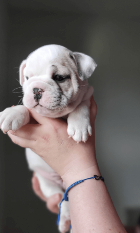 female-english-bulldog-puppy-for-sale-big-2