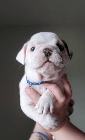 female-english-bulldog-puppy-for-sale-big-0