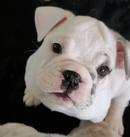 female-english-bulldog-puppy-for-sale-big-1