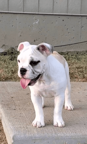 female-english-bulldog-puppy-for-sale-big-3