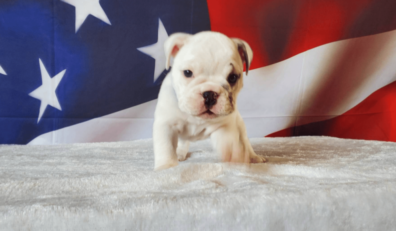 female-english-bulldog-puppy-for-sale-big-4