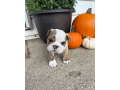 male-english-bulldog-puppy-for-sale-small-4