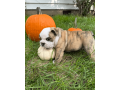 male-english-bulldog-puppy-for-sale-small-3