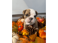 male-english-bulldog-puppy-for-sale-small-0