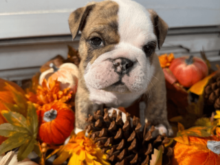 Male English Bulldog puppy for sale