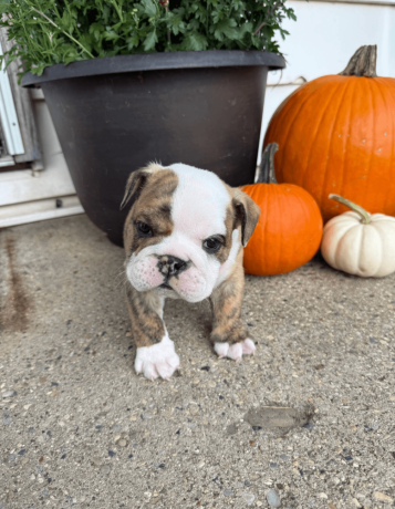 male-english-bulldog-puppy-for-sale-big-4