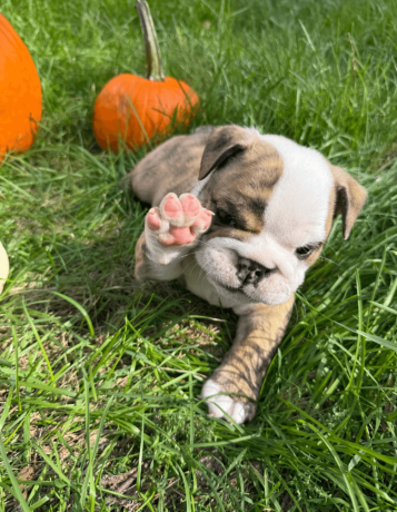 male-english-bulldog-puppy-for-sale-big-1