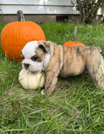 male-english-bulldog-puppy-for-sale-big-3