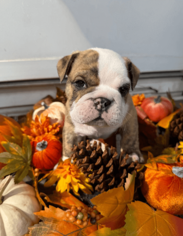 male-english-bulldog-puppy-for-sale-big-0