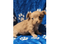 chihuahua-puppy-for-sale-small-1