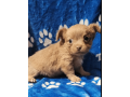 chihuahua-puppy-for-sale-small-0