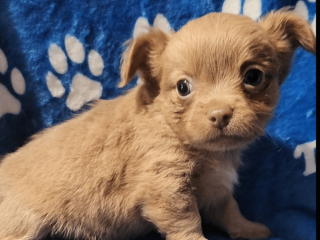 Chihuahua puppy for sale