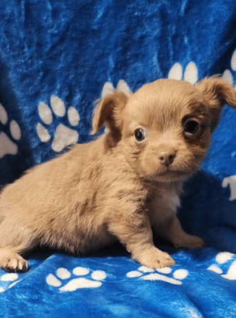 chihuahua-puppy-for-sale-big-1