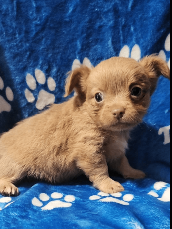 chihuahua-puppy-for-sale-big-0