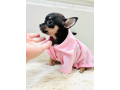 chihuahua-puppy-for-sale-small-2