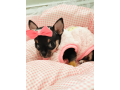 chihuahua-puppy-for-sale-small-4