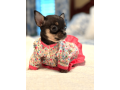 chihuahua-puppy-for-sale-small-0