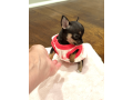 chihuahua-puppy-for-sale-small-1