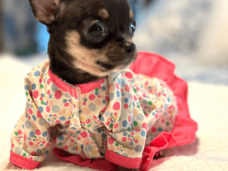 Chihuahua puppy for sale