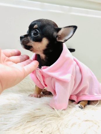 chihuahua-puppy-for-sale-big-2