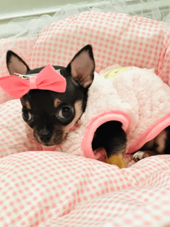 chihuahua-puppy-for-sale-big-4