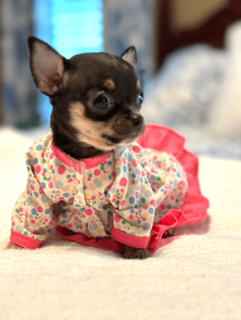 chihuahua-puppy-for-sale-big-0