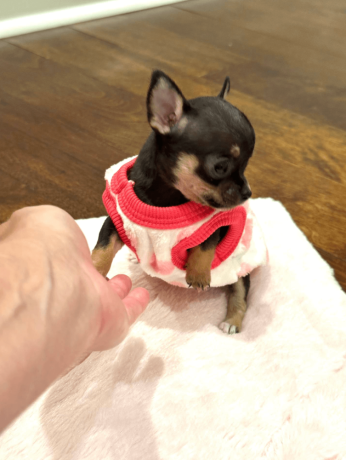 chihuahua-puppy-for-sale-big-1