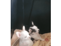 chihuahua-puppy-for-sale-small-1