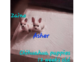 chihuahua-puppy-for-sale-small-2