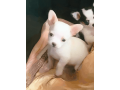 chihuahua-puppy-for-sale-small-0