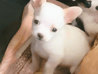 Chihuahua puppy for sale