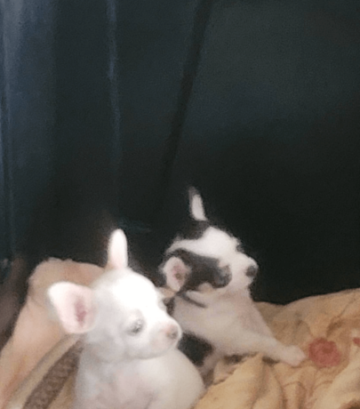 chihuahua-puppy-for-sale-big-1