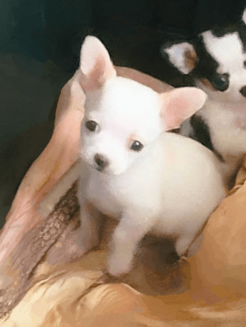 chihuahua-puppy-for-sale-big-0