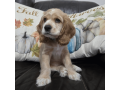 cocker-spaniel-puppy-for-sale-small-0