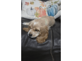 cocker-spaniel-puppy-for-sale-small-1