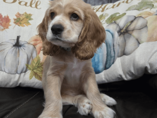 Cocker Spaniel puppy for sale