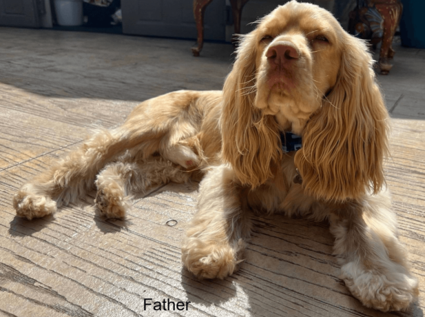 cocker-spaniel-puppy-for-sale-big-4