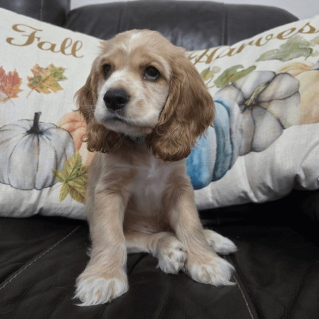 cocker-spaniel-puppy-for-sale-big-0