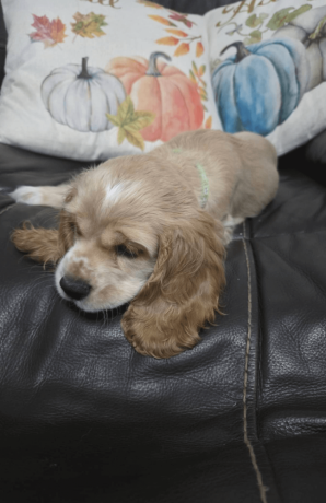 cocker-spaniel-puppy-for-sale-big-1