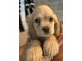 female-cocker-spaniel-puppy-for-sale-small-1