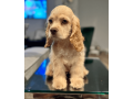 female-cocker-spaniel-puppy-for-sale-small-0