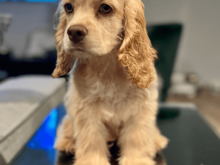 Female Cocker Spaniel puppy for sale