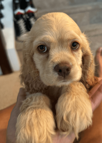 female-cocker-spaniel-puppy-for-sale-big-1